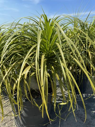 Canterbury Farms Nursery - Ponytail Palm 15G