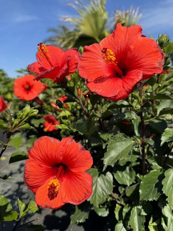 Canterbury Farms Nursery - Tropical Hibiscus 'Tradewinds' Fire Wind 3G