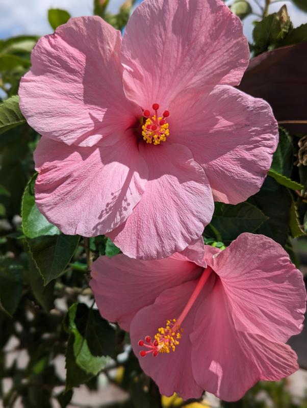 Hawaiian Pink♡ Amazon.com: Pink Hibiscus Tropical Flower Hawaiian Floral White Zx
