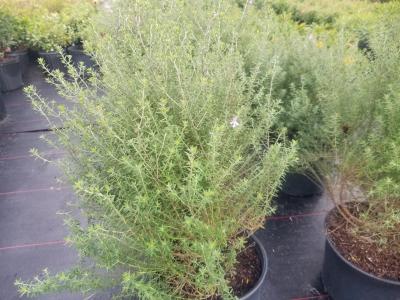 False Rosemary 3G