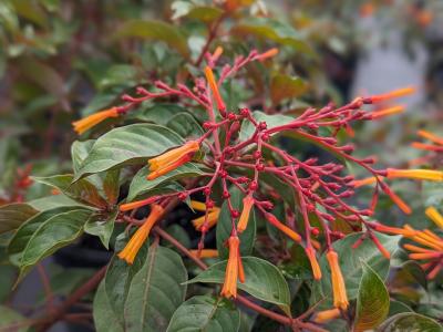Firebush 3G