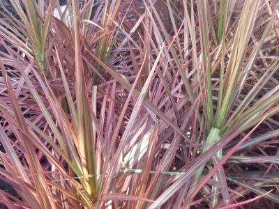 Dragon Tree 3G