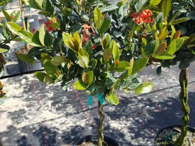 Ixora STD Braided 3G
