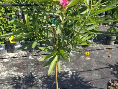 Oleander STD 3G
