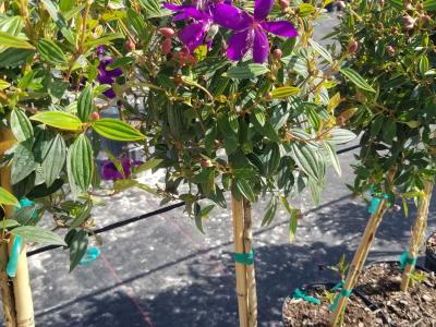 Tibouchina STD 3G