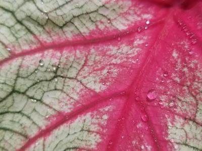 Caladium 4"