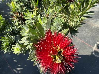 Dwarf Bottlebrush Little John 3G