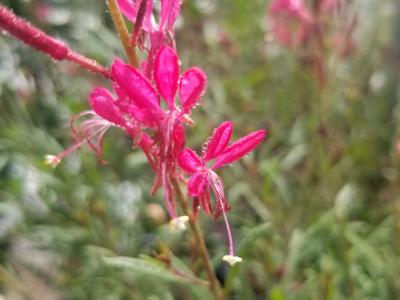 Gaura 1G