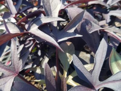 Sweet Potato Vine 'Blackie' 1G
