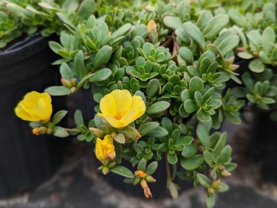 Purslane Portulaca Assorted 1G