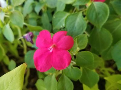 Impatiens 4.5"
