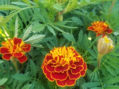 Marigold Assorted 4.5"