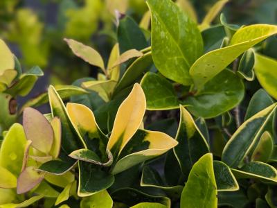 Ligustrum * 'Howardi' 3G