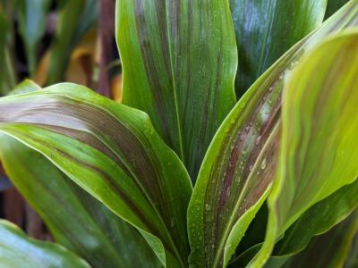 Cordyline * 'Exotica' 3G
