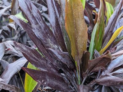 Cordyline * 'Black Magic' 3G