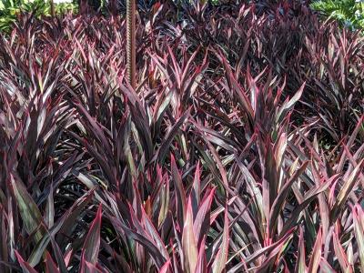 Cordyline * 'Red Sensation' 3G