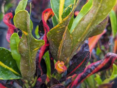 Croton 'Mammy' 3G