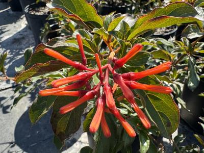 Firebush Dwarf 3G