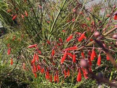 Firecracker Plant Red 3G