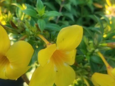 Allamanda 1G