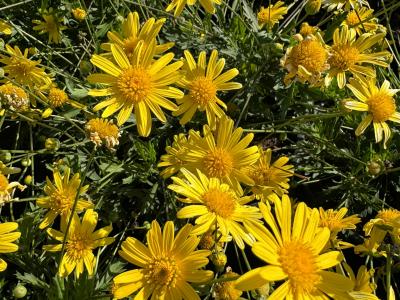 Bush Daisy 3G