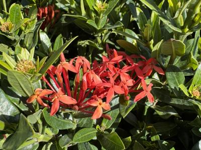 Ixora Dwarf Red 3G