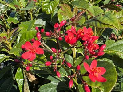 Jatropha 3G