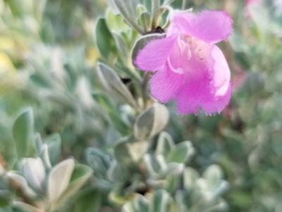 Texas Sage 3G
