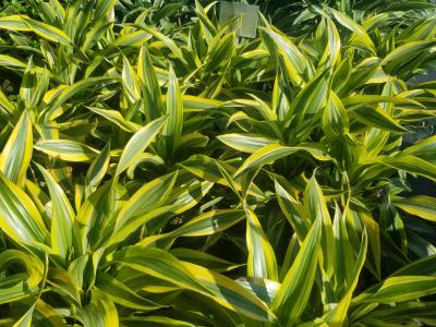 Dracaena * 'Lemon Lime' 3G