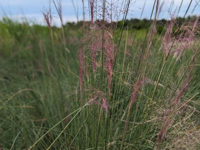 Muhly Grass * 3G