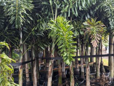 Foxtail Palm Single 15G