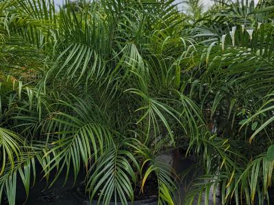 Pygmy Date Palm 15G