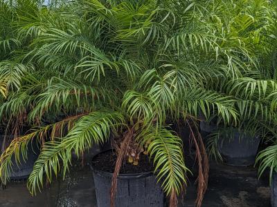 Pygmy Date Palm Triple 30G