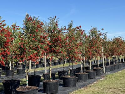 Bottlebrush STD * 30G