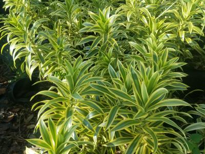 Dracaena * 'Song of India' 3G
