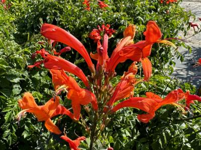 Cape Honeysuckle Orange 3G