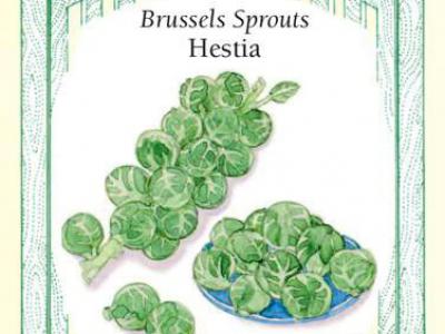 Brussels Sprouts Hestia Vegetable Seed