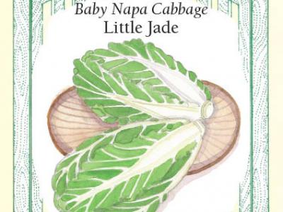 Cabbage Napa Little Jade Vegetable Seed
