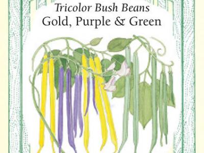 Bean Bush Tricolor