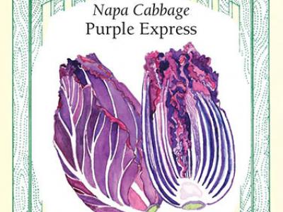 Cabbage Napa Purple Express