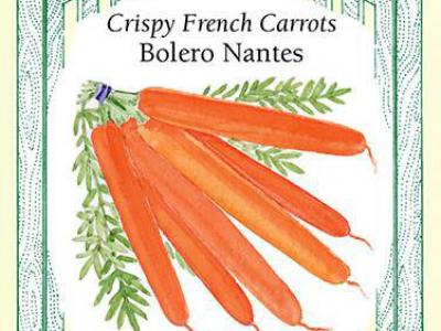 Carrot Bolero
