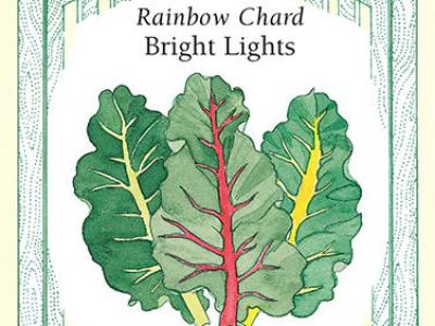 Chard Rainbow Bright Lights