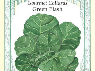 Collards Green Flash Vegetable Seed