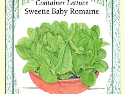 Lettuce Sweetie Baby Romaine Vegetable Seed