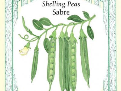 Pea Shelling Sabre Vegetable Seed