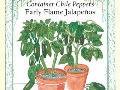 Pepper Chile Jalapeño Early Flame Container