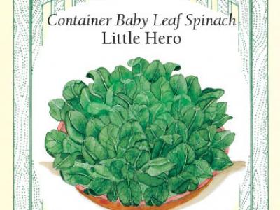 Spinach Little Hero Container
