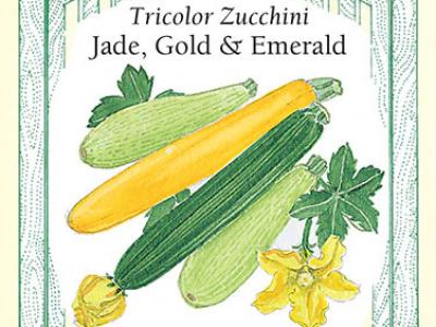 Squash Summer Zucchini Tricolor Mix