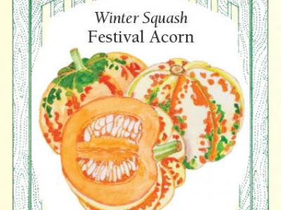 Squash Winter Festival Acorn