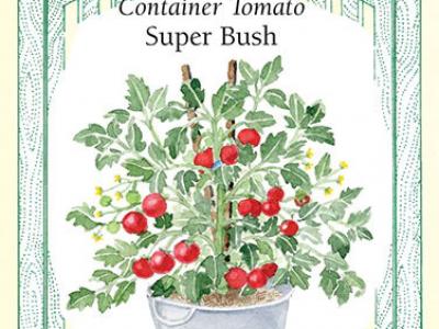 Tomato Super Bush Container